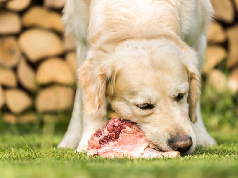 Hund frisst Frischfleisch